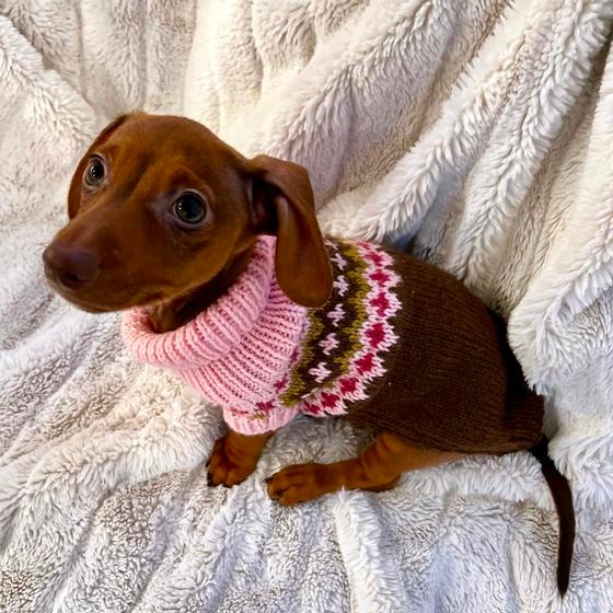 Dachshund dog with 100% alpaca wool scarf orders