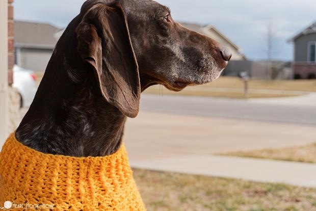 Extra large dog sweater hotsell crochet pattern