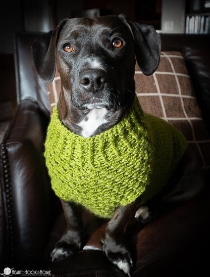 Dandy Dog Sweater (Printable Version)