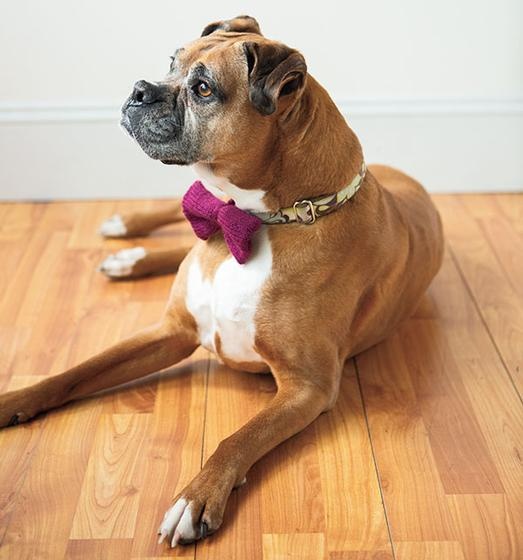 Fancy Puppers Tie - knitting pattern