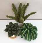 Mini Houseplant Trio