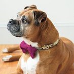 Fancy Pupper Tie